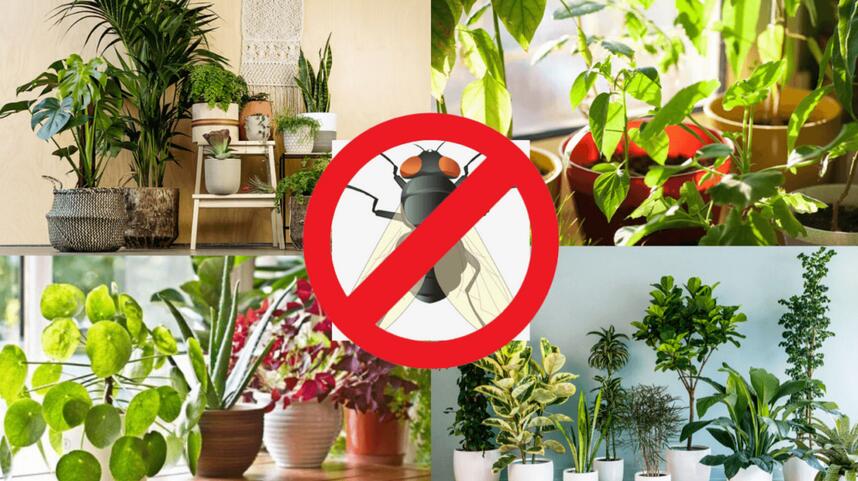 How to Get Rid of Flies:15 Ways Actually Work