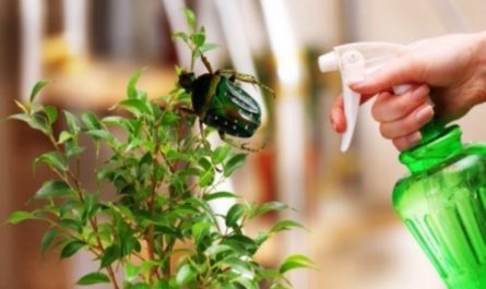 home remedies to get rid of stink bugs