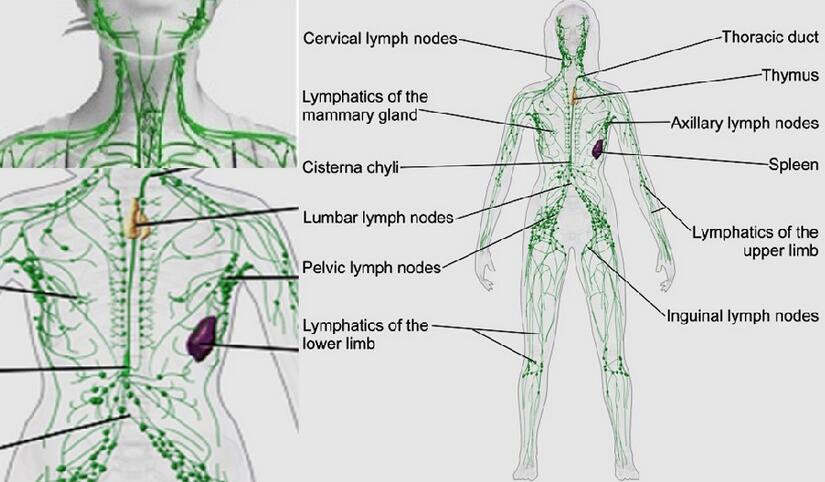 Lymph Node Location, Functions, Condition and Treatment