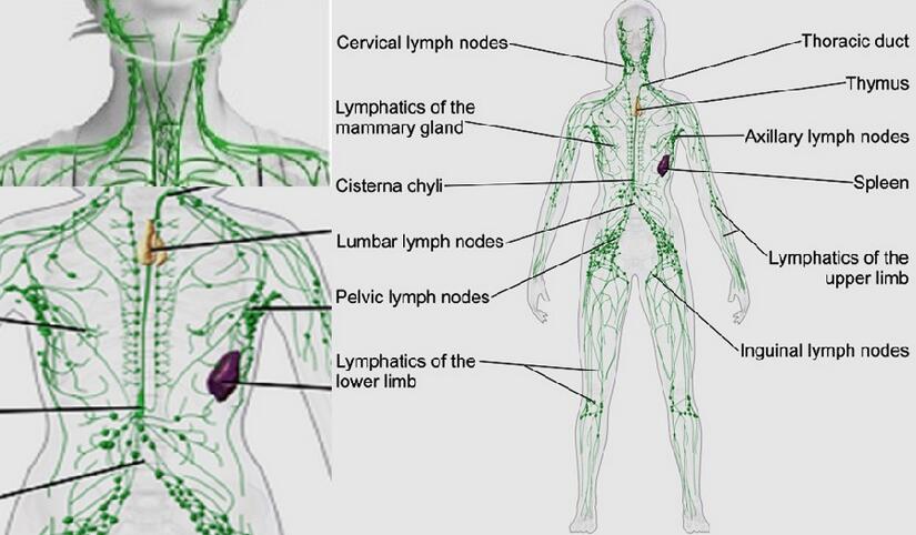 Lymph Node Location Functions Condition And Treatment   Lymph Node Location 