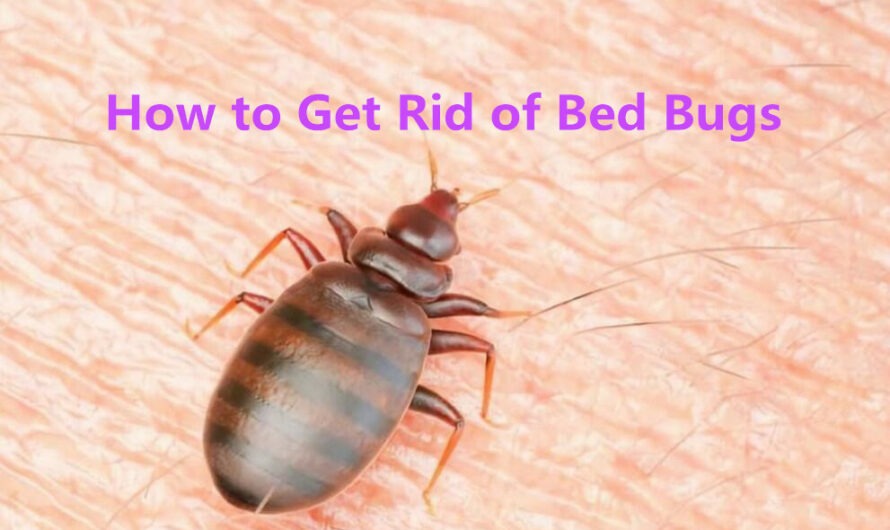 How to Get Rid of Bed Bugs: A Comprehensive Guide