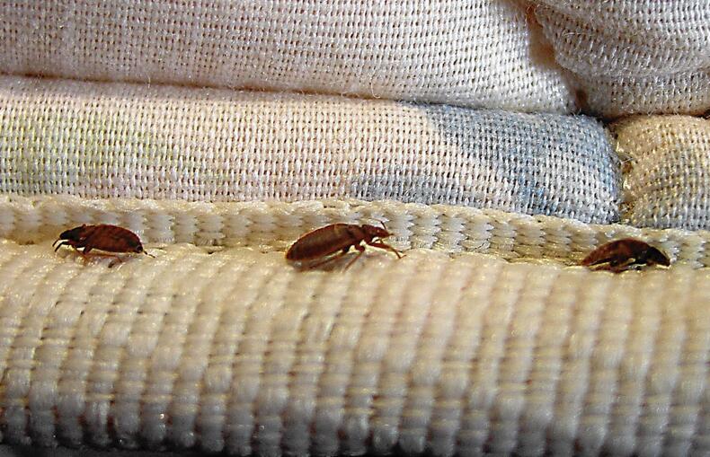 How to Get Rid of Bed Bugs step by step