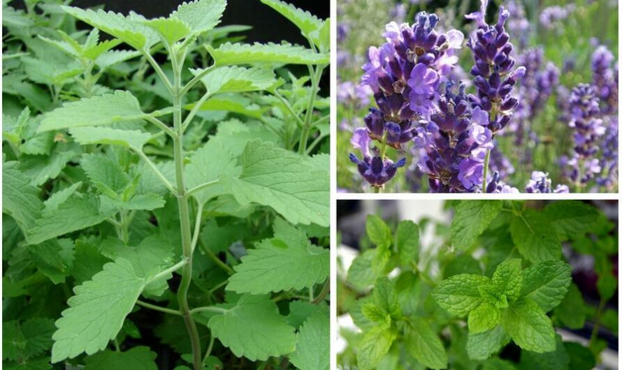 15 Most Effective Mosquito Repelling Plants