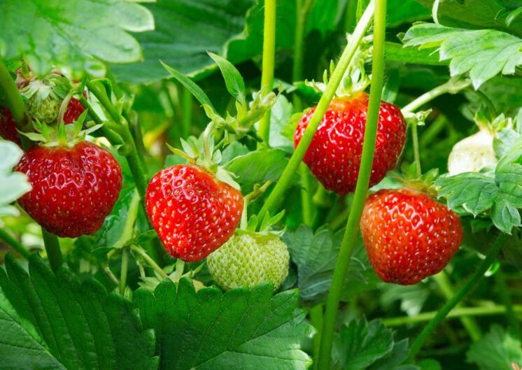 16 Amazing Health Benefits of Strawberries