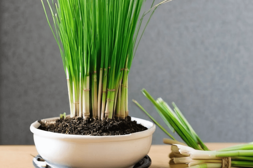 Common Lemongrass Problems