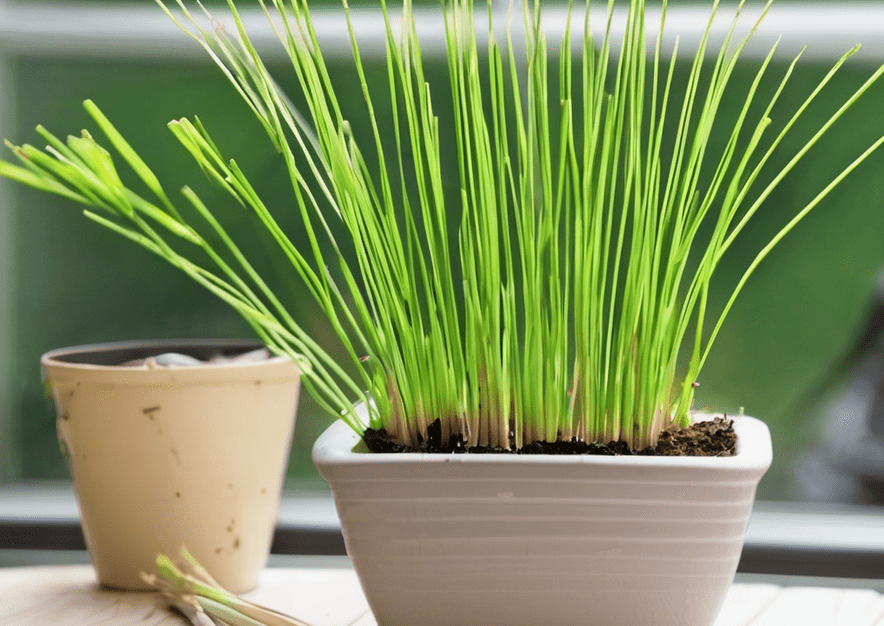 How to Care for Lemongrass