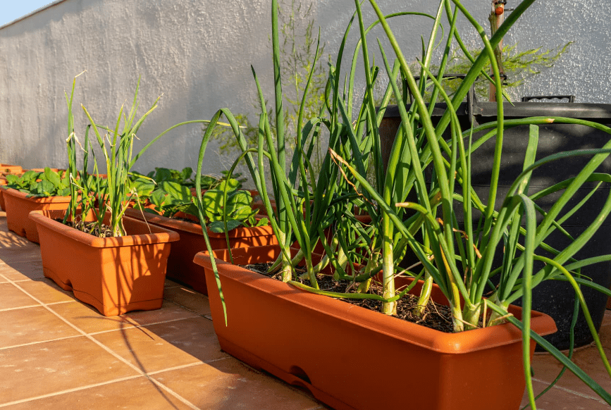 How To Plant And Grow Garlic At Home Guide For Beginners