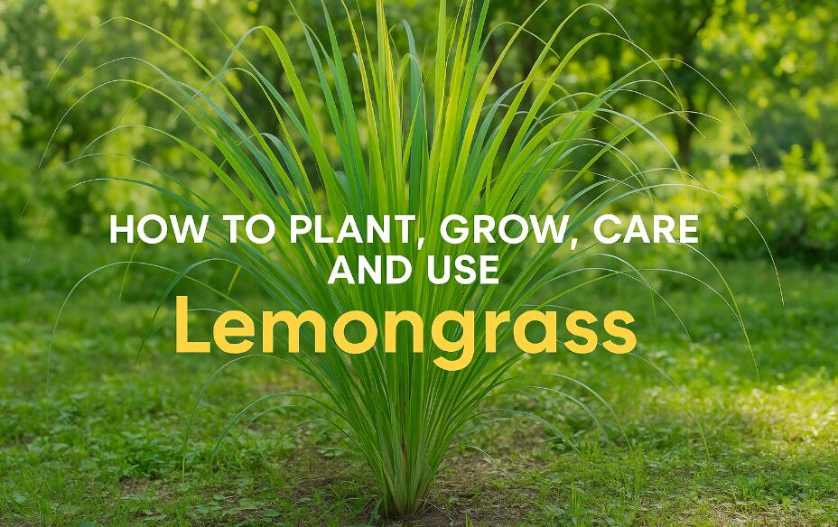 How to Plant Lemongrass