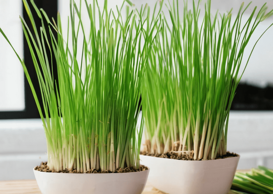 how to plant Lemongrass