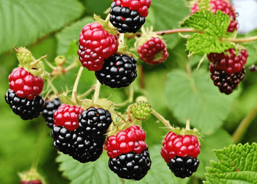 How to Grow Blackberries