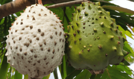 Soursop Fruit