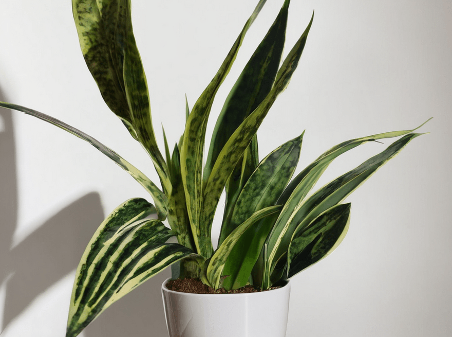 Benefits of Snake Plants