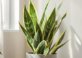 Snake Plant