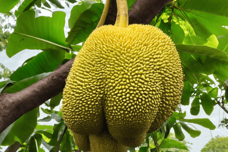 Jackfruit