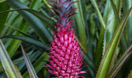 Pink Pineapple