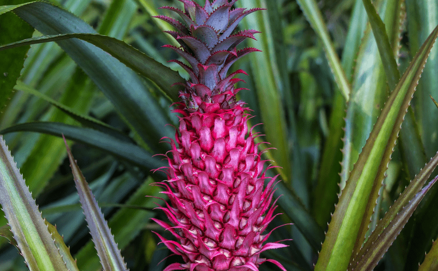 Pink Pineapple