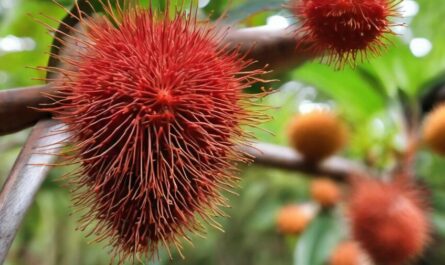 What is Annatto