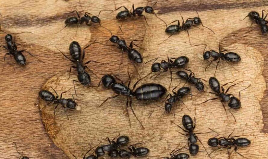 How to Get Rid of Carpenter Ants:16 Easy Ways Really Work