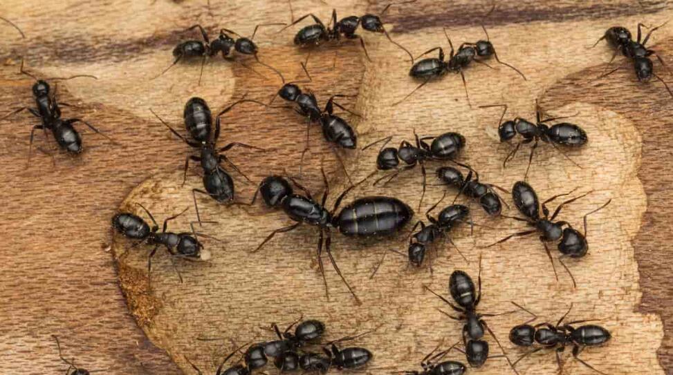 Eliminate Carpenter Ants