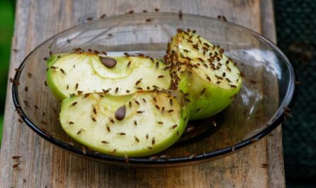 Fruit Flies in the Kitchen