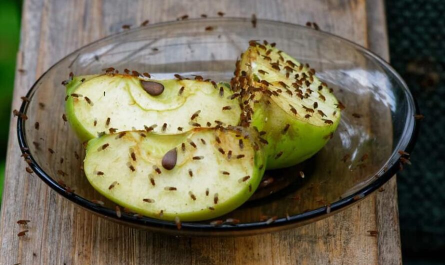How to Get Rid of Fruit Flies in the Kitchen:16 Easy Ways