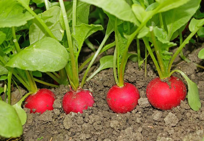 Grow Your Own Radishes