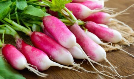 Radish