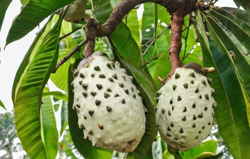 Soursop