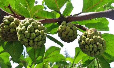 Sugar Apple