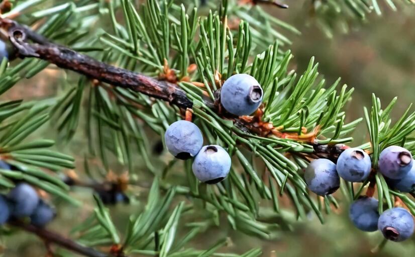 Benefits of Juniper Berries