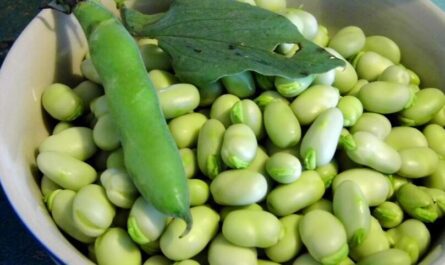 Broad Beans
