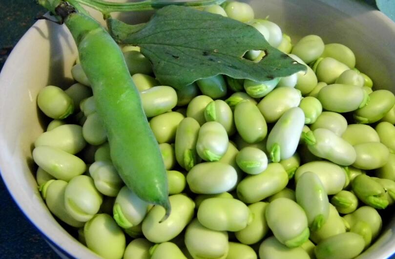 Broad Beans