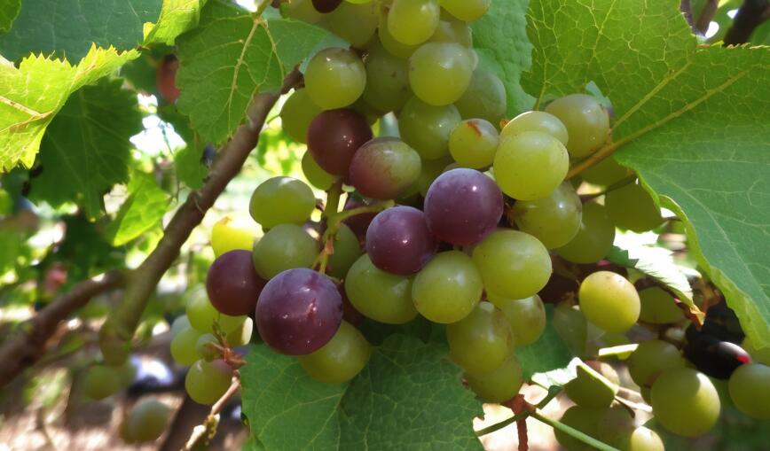 Grow Muscadine Grapes