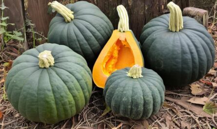 Hubbard Squash