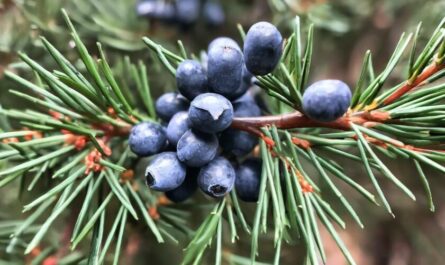 Juniper Berries