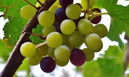 Muscadine Grapes