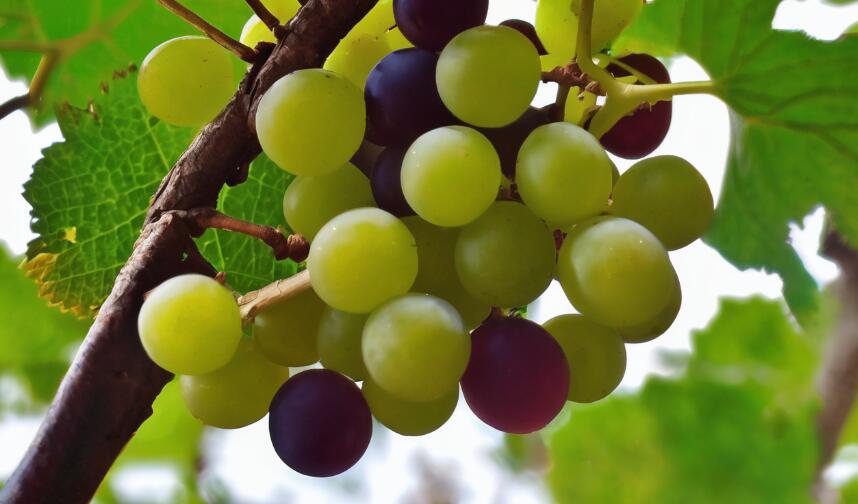 Muscadine Grapes