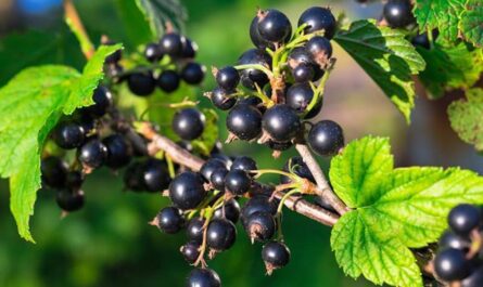 what is Black Currant