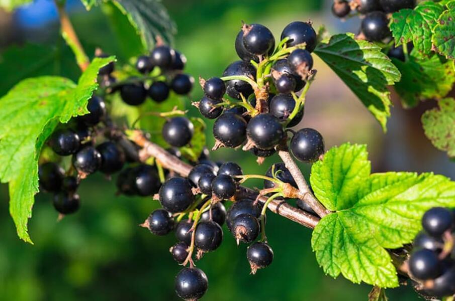 what is Black Currant