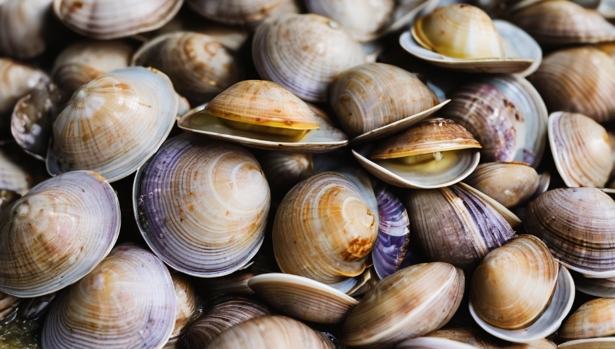 Clams