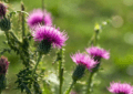 Milk Thistle