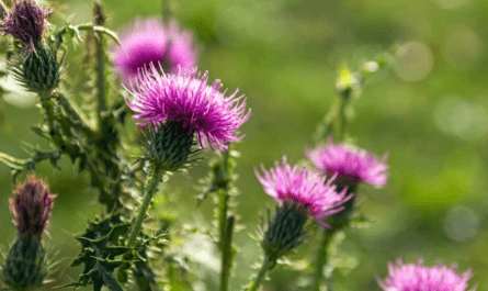 Milk Thistle