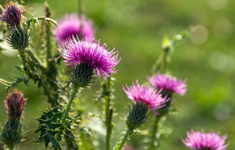 Milk Thistle