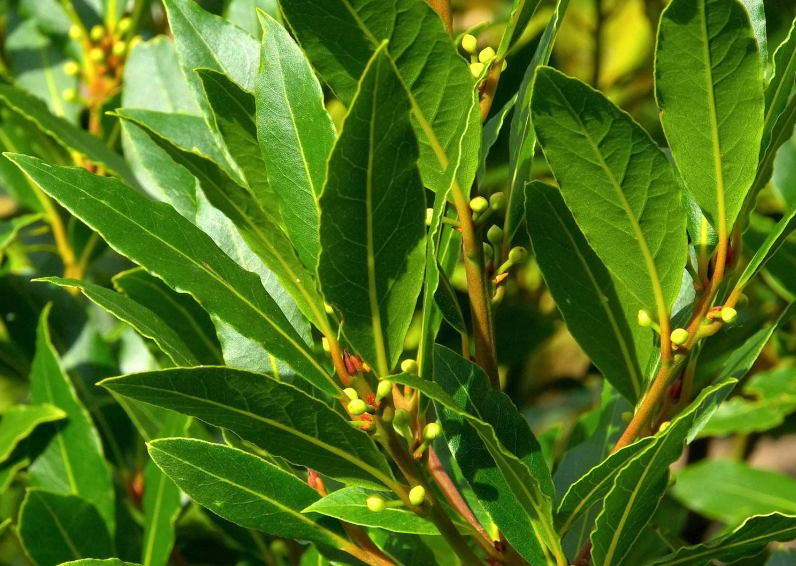 Bay Leaf
