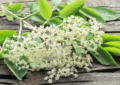 Elderflower