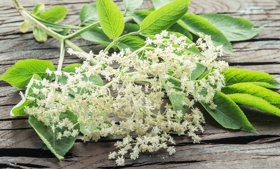 Elderflower