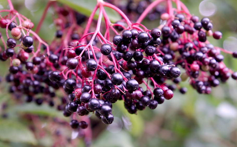 Grow Elderberry