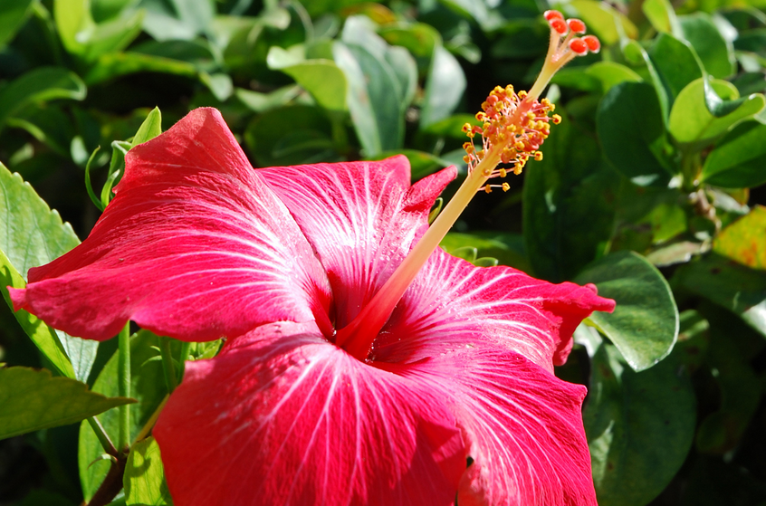 Grow Hibiscus Flower