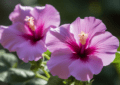 Hibiscus Flower