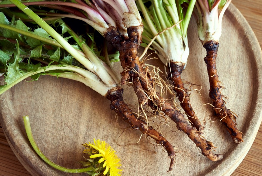How to Use Dandelion Root